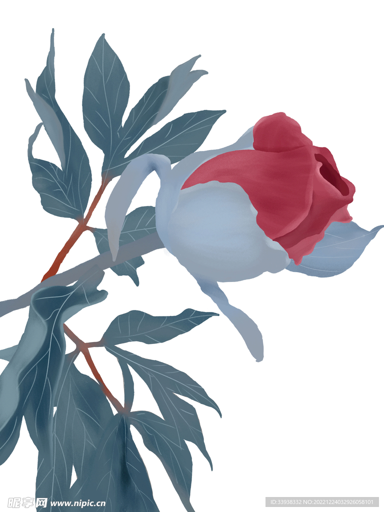 清新植物花卉芍药插画