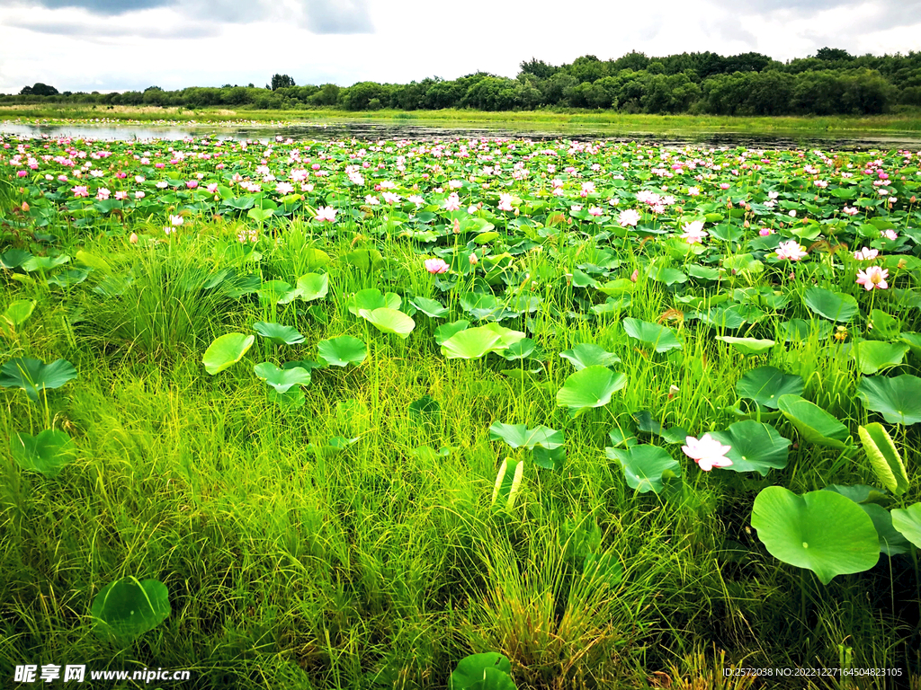 黑龙江黑瞎子岛湿地