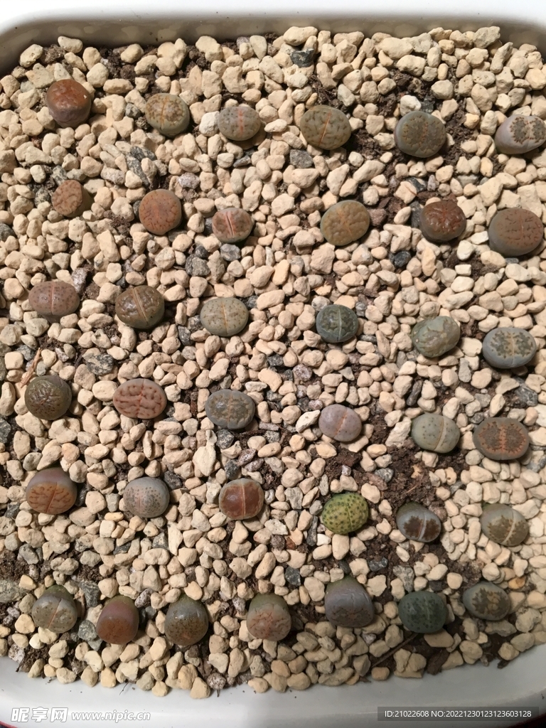 多肉植物生石花