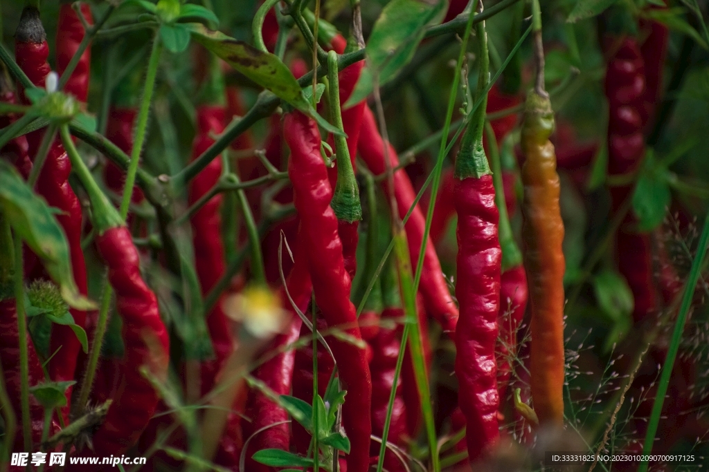 辣椒