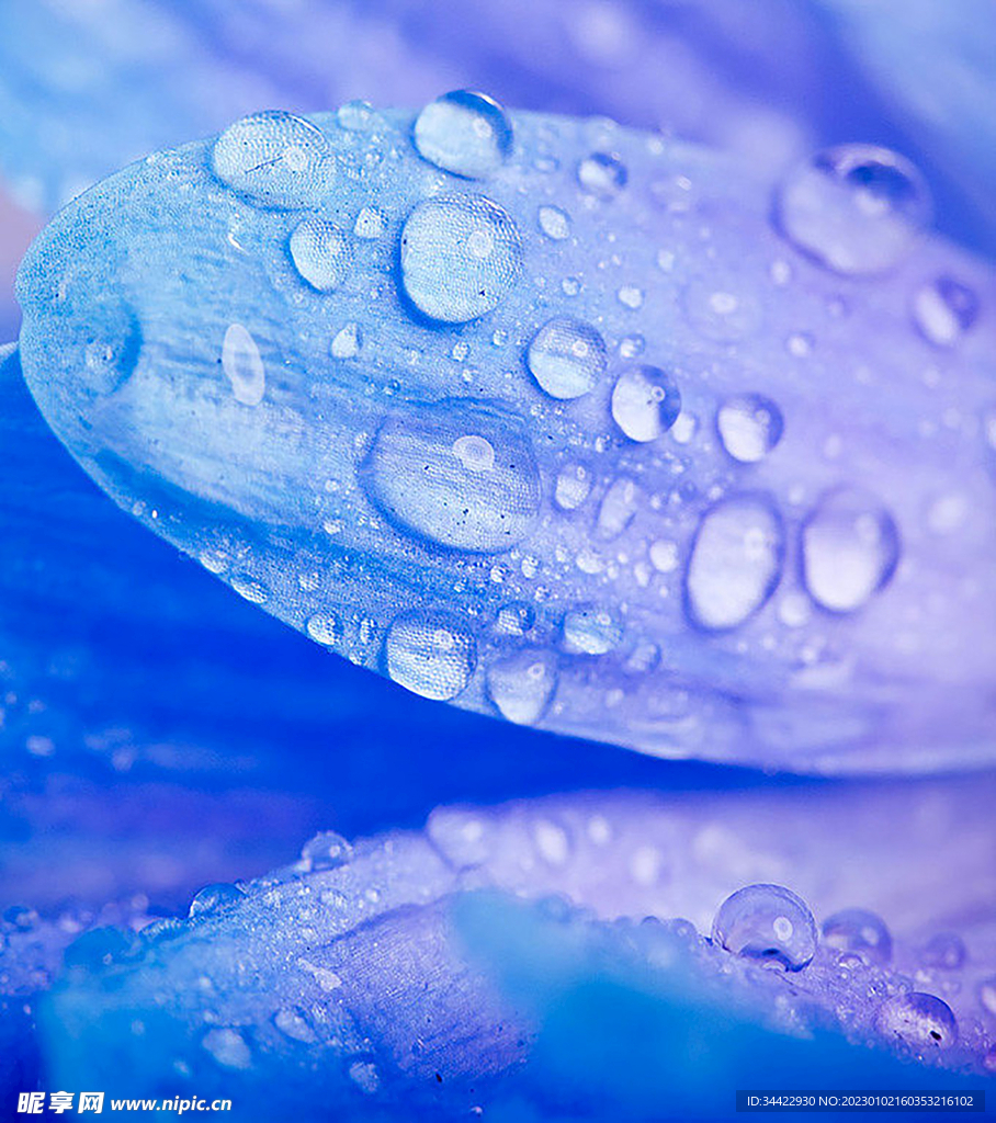 紫色花瓣上的露珠