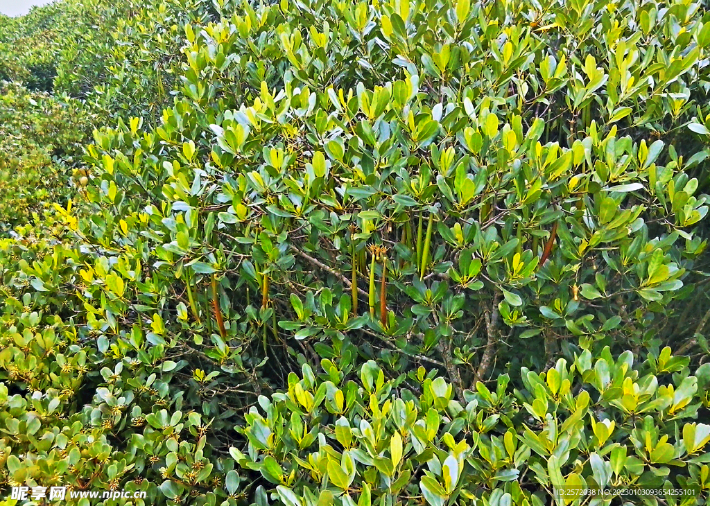 福建漳江口红树林湿地