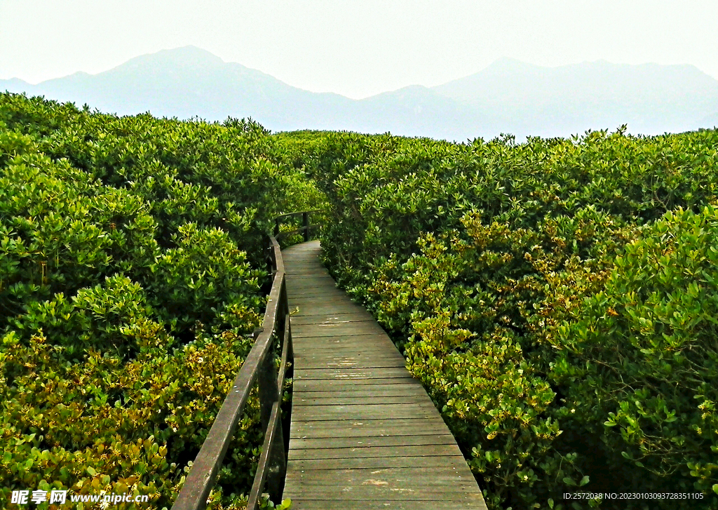 福建漳江口红树林湿地