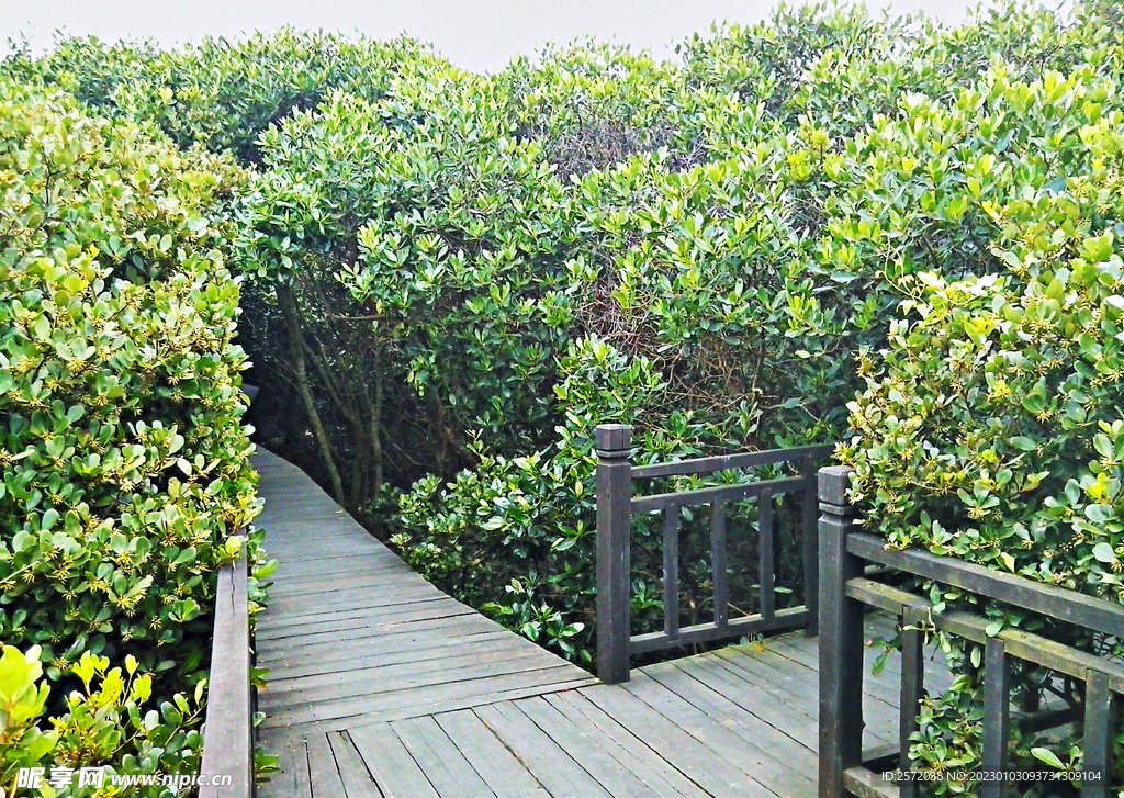 福建漳江口红树林湿地