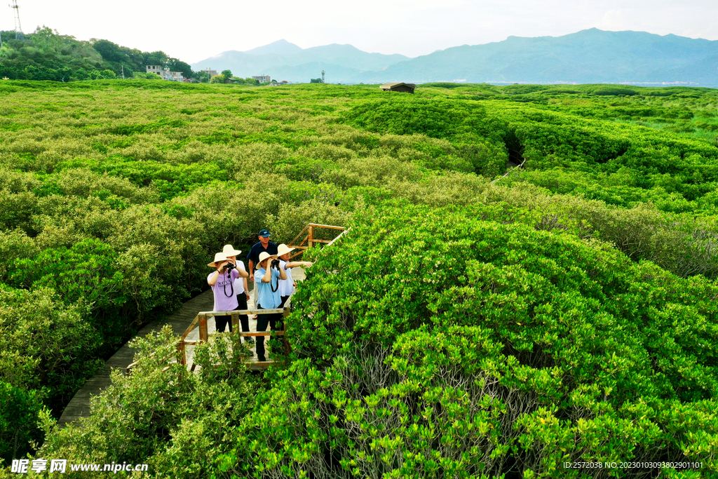 福建漳江口红树林湿地