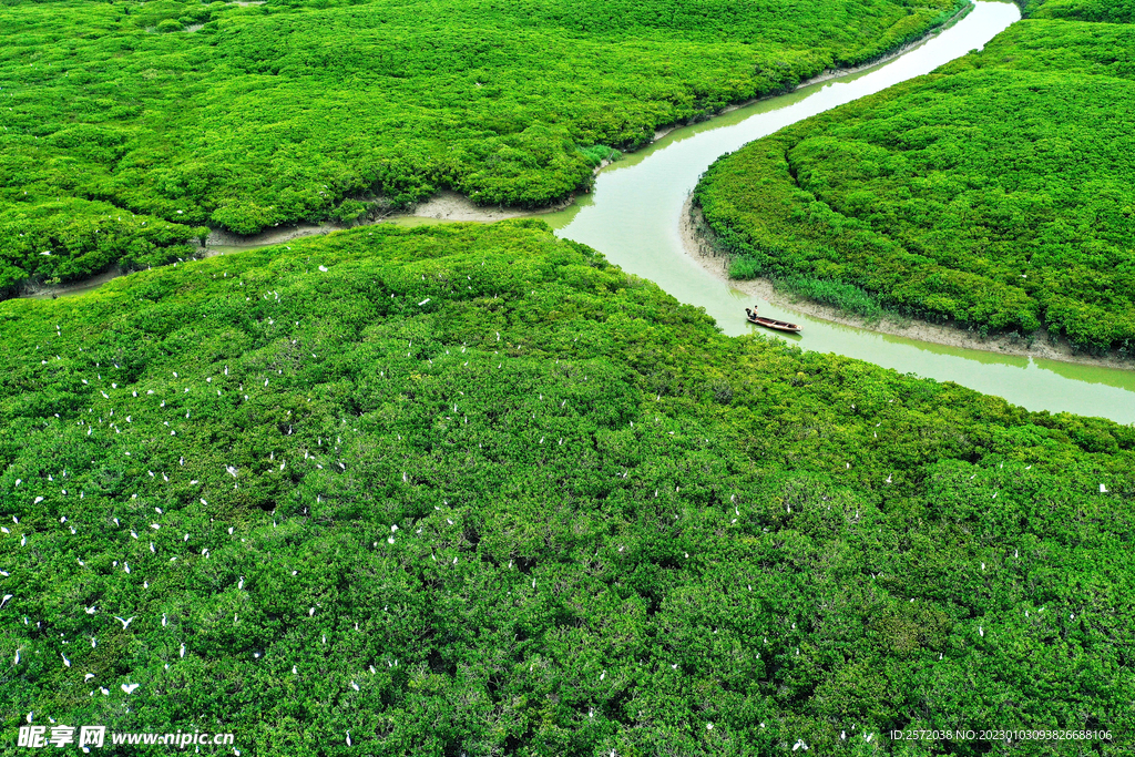 福建漳江口红树林湿地