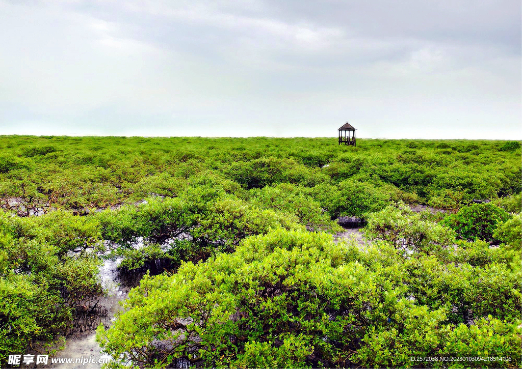 广西北海金海湾红树林