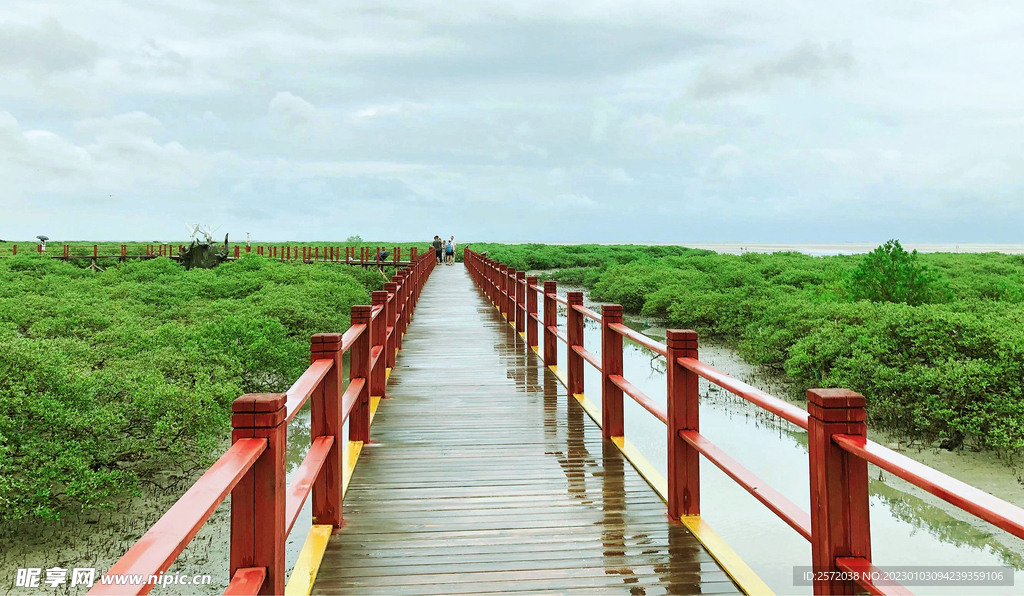 广西北海金海湾红树林