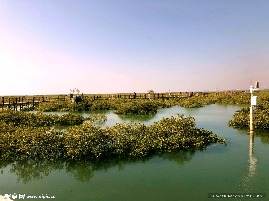 广西北海金海湾红树林