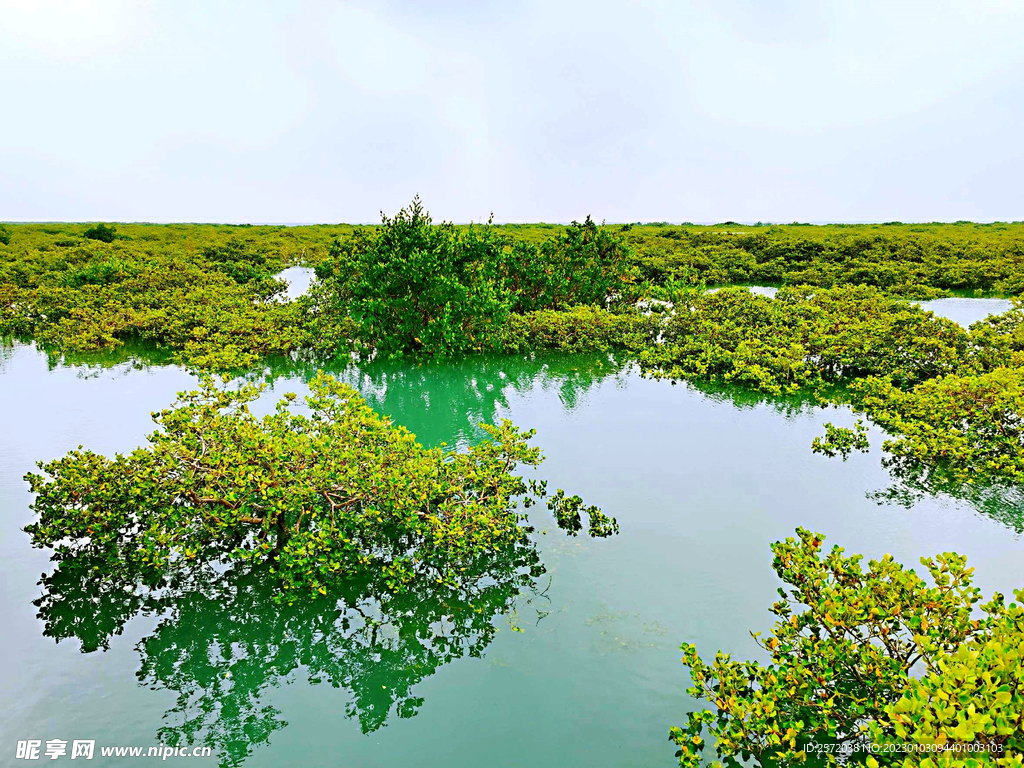 广西北海金海湾红树林