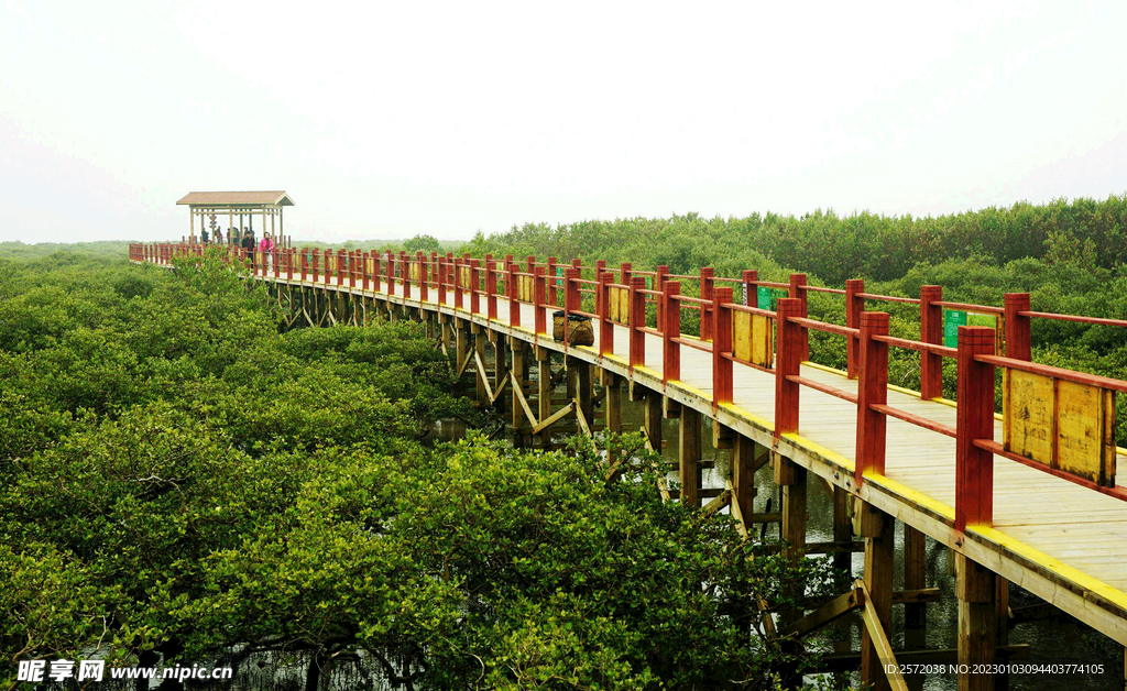 广西北海金海湾红树林