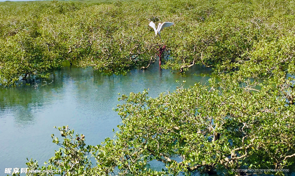 广西北海金海湾红树林