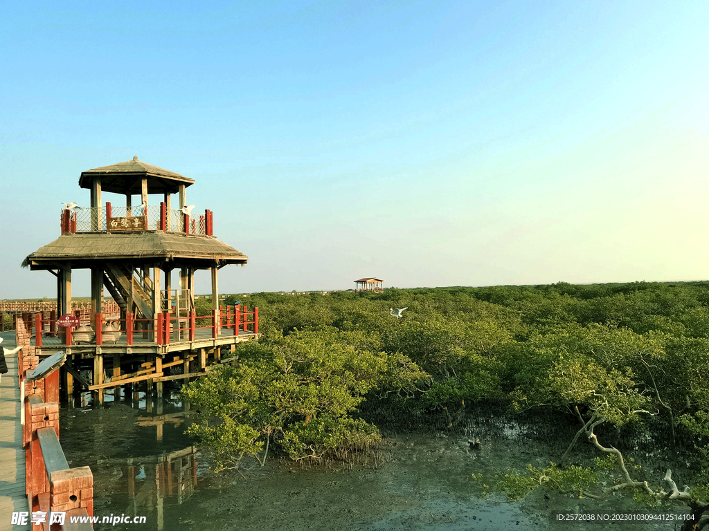 广西北海金海湾红树林