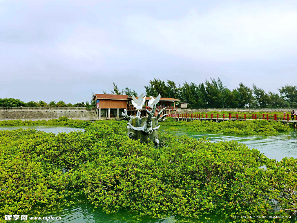 广西北海金海湾红树林