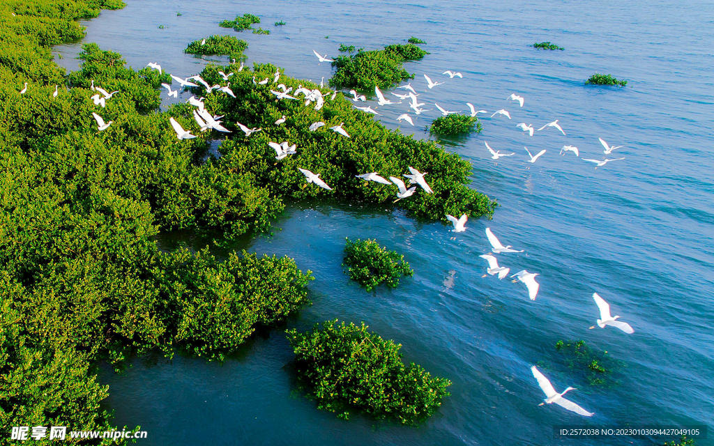 广西北海金海湾红树林