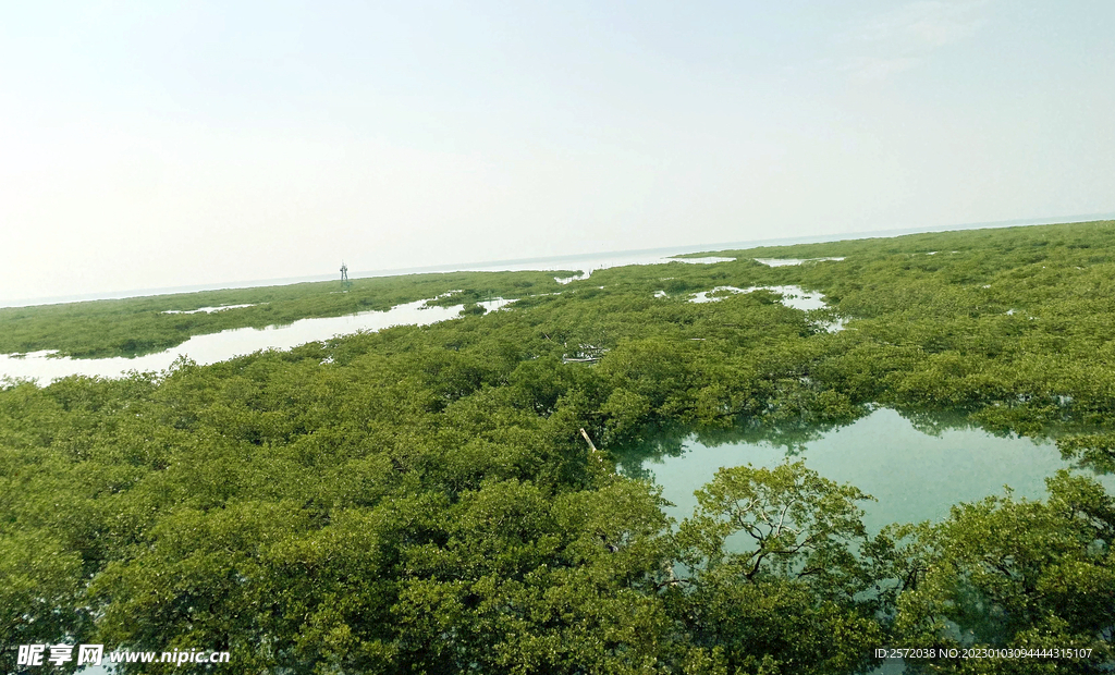 广西北海金海湾红树林