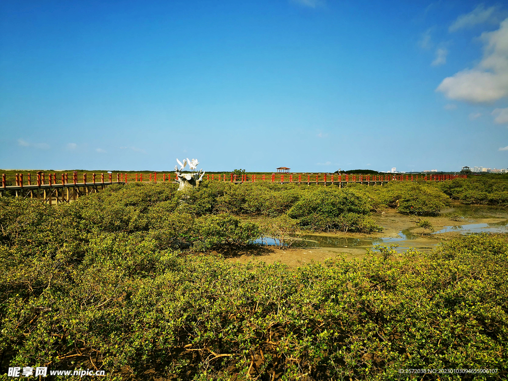 广西北海金海湾红树林