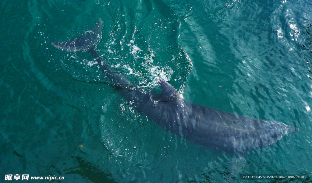 水中的海豚
