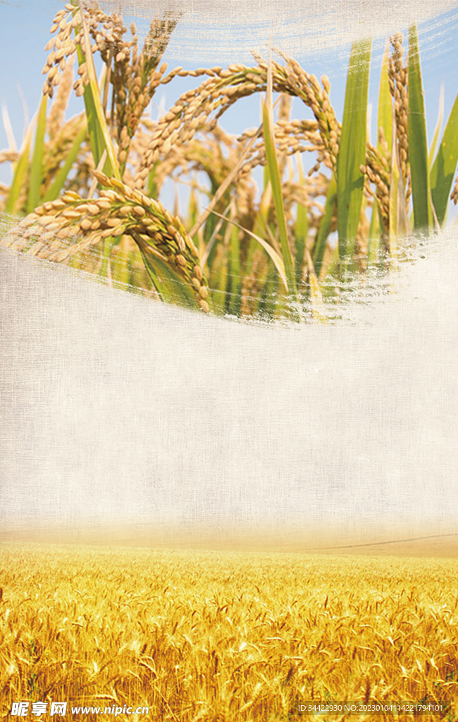 稻谷海报背景