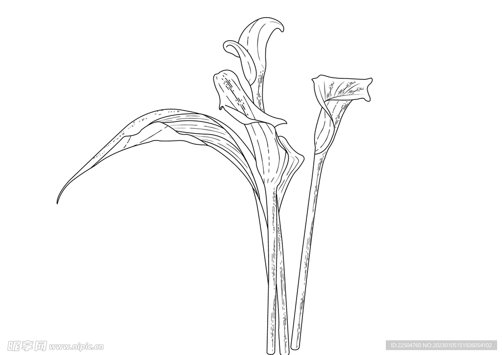 矢量马蹄莲素材