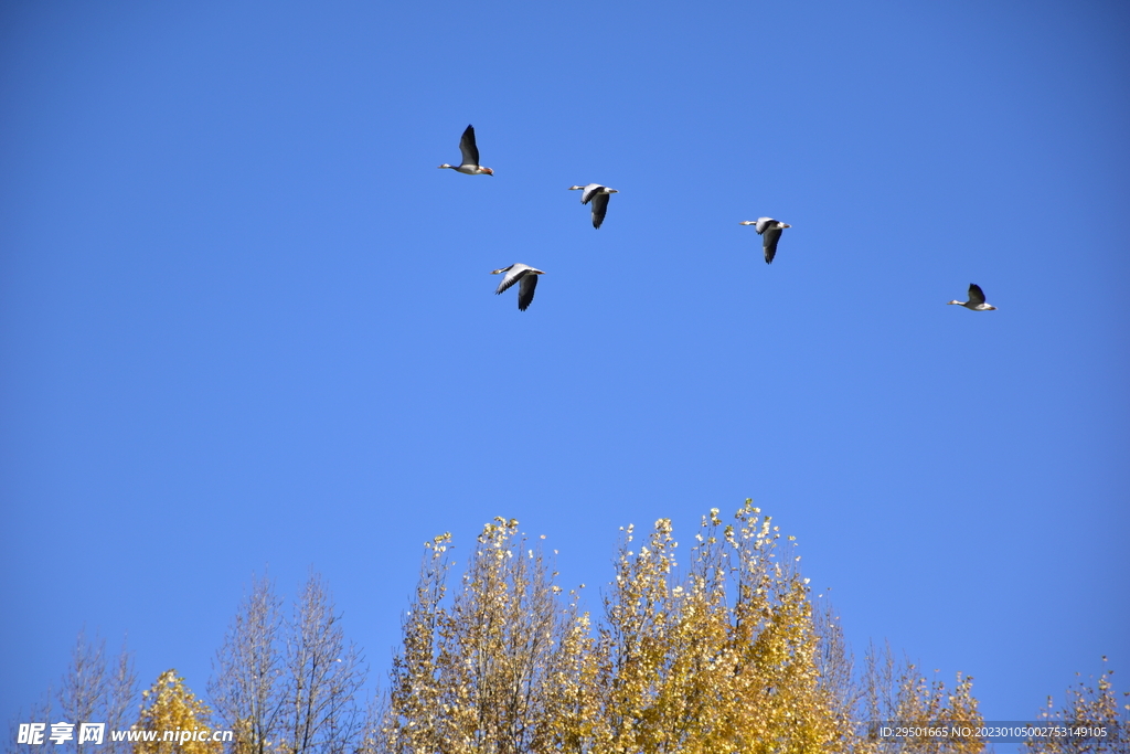 候鸟群飞鸟群赤麻鸭