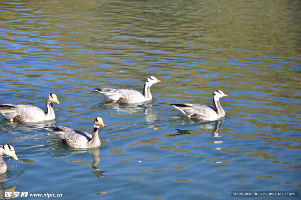 公园湖景候鸟赤麻鸭