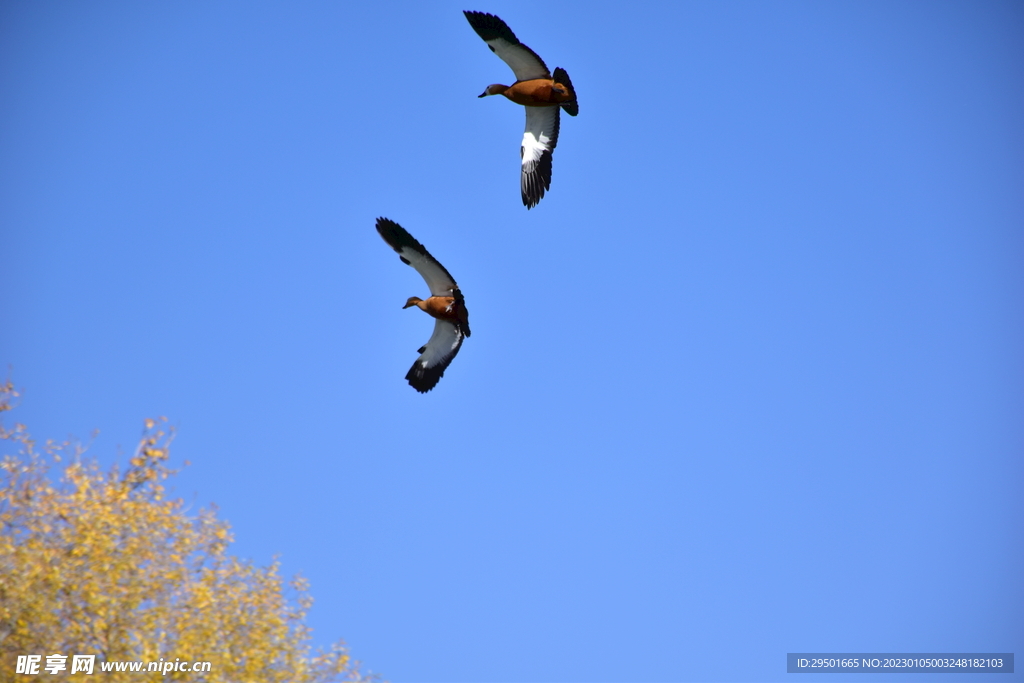 鸟候鸟赤麻鸭比翼双飞