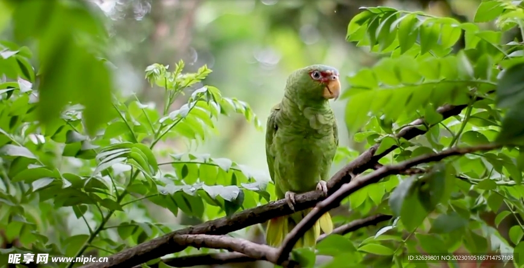 鹦鹉视频