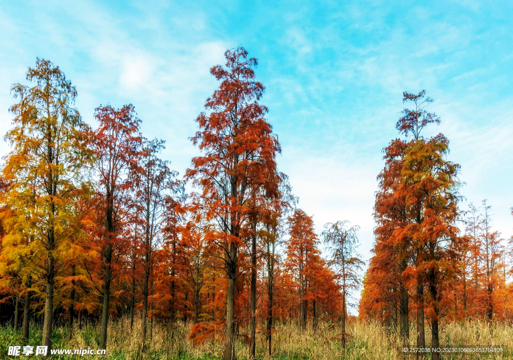上海青浦大莲湖湿地