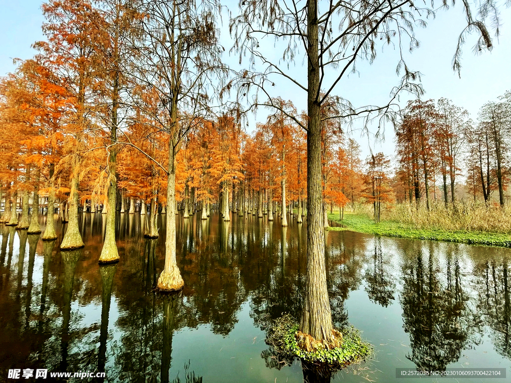 上海青浦大莲湖湿地