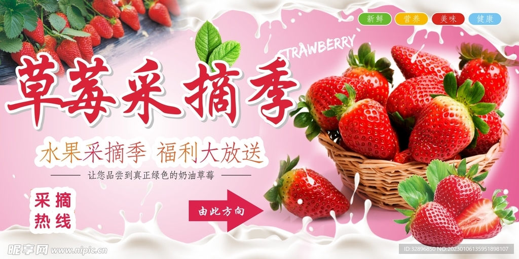 草莓采摘