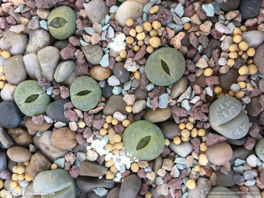 多肉植物生石花