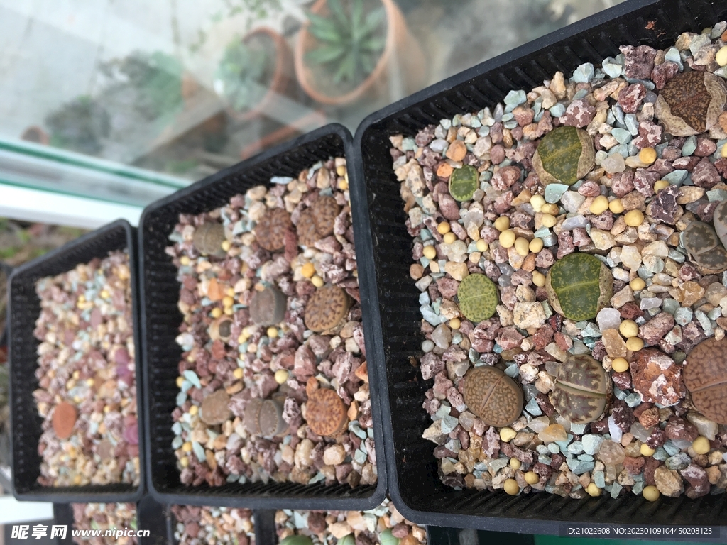 生石花多肉植物