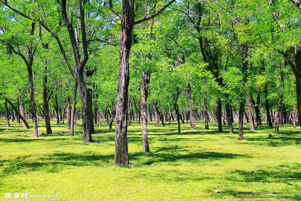 东营孤岛槐树林