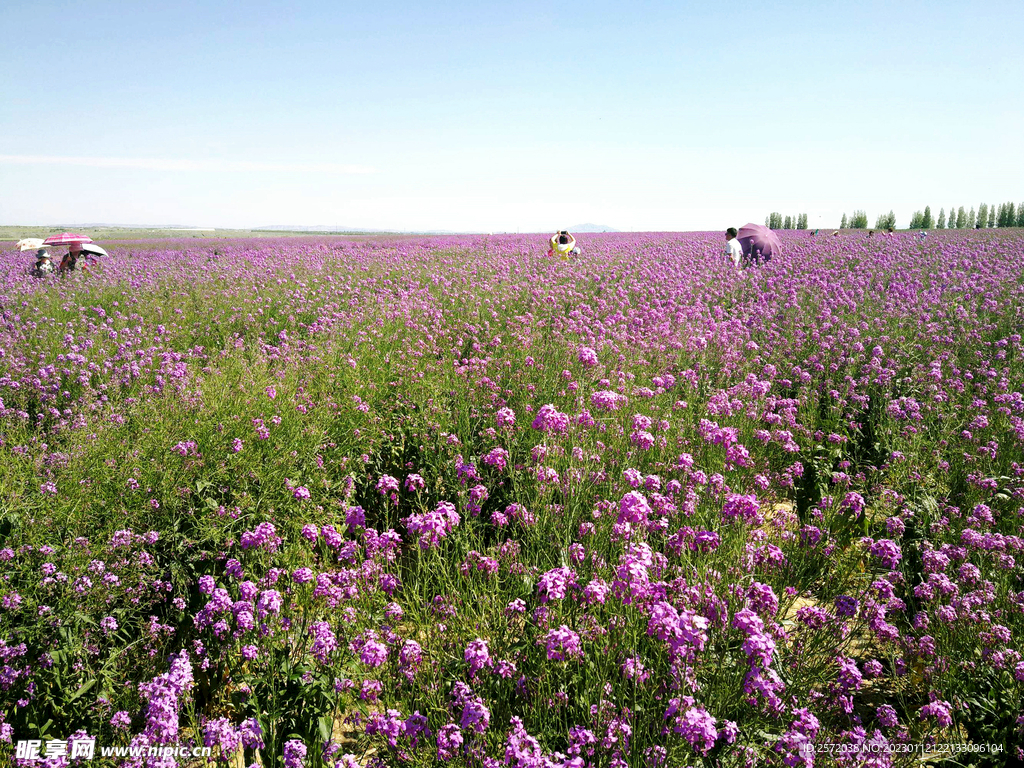 乌鲁木齐南山花海