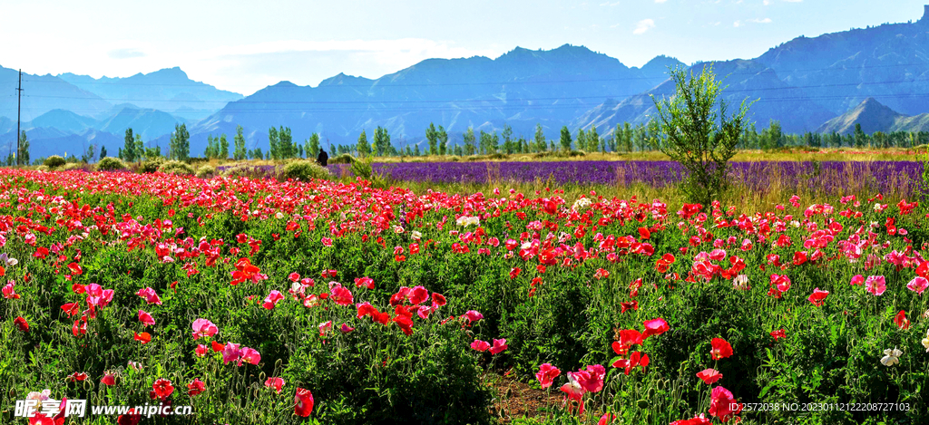 乌鲁木齐南山花海