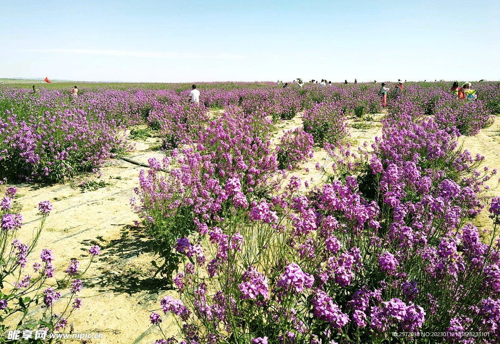 乌鲁木齐南山花海