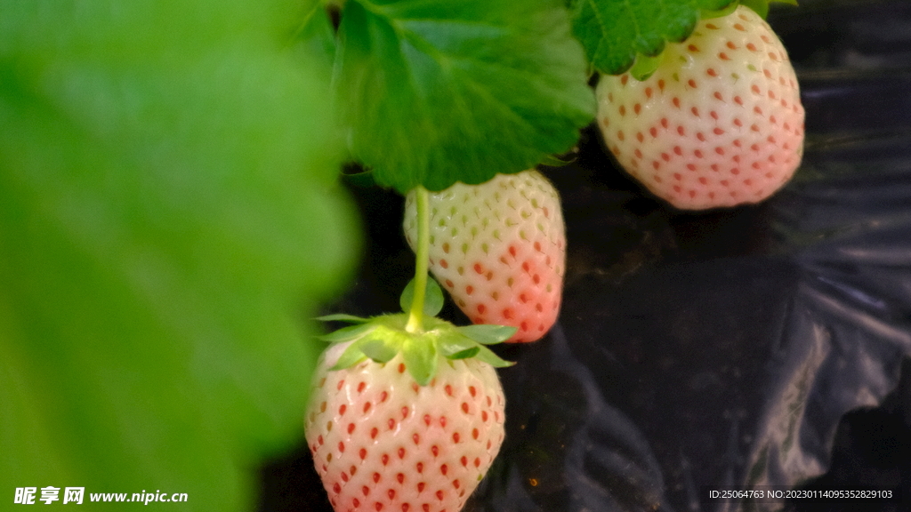 有机草莓  粉玉