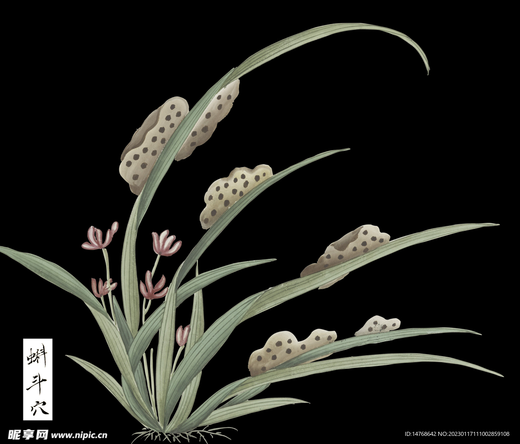 各样药材图册   蝌斗穴