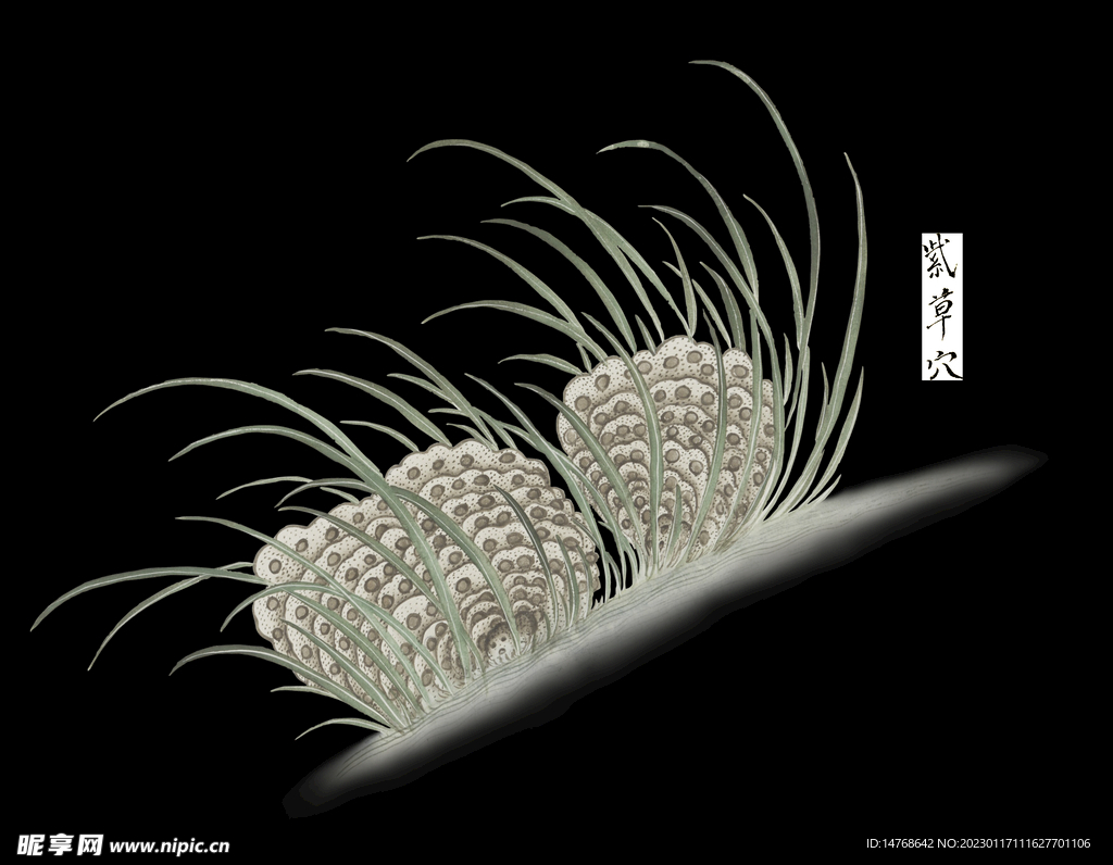 各样药材图册  紫草穴