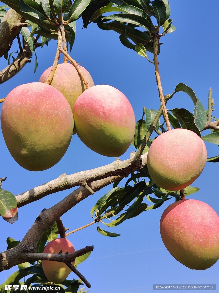 海南澳芒小澳芒