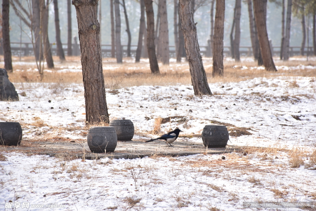 冬季野外喜鹊