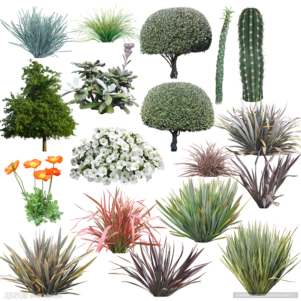 草丛 灌木 花 造型树