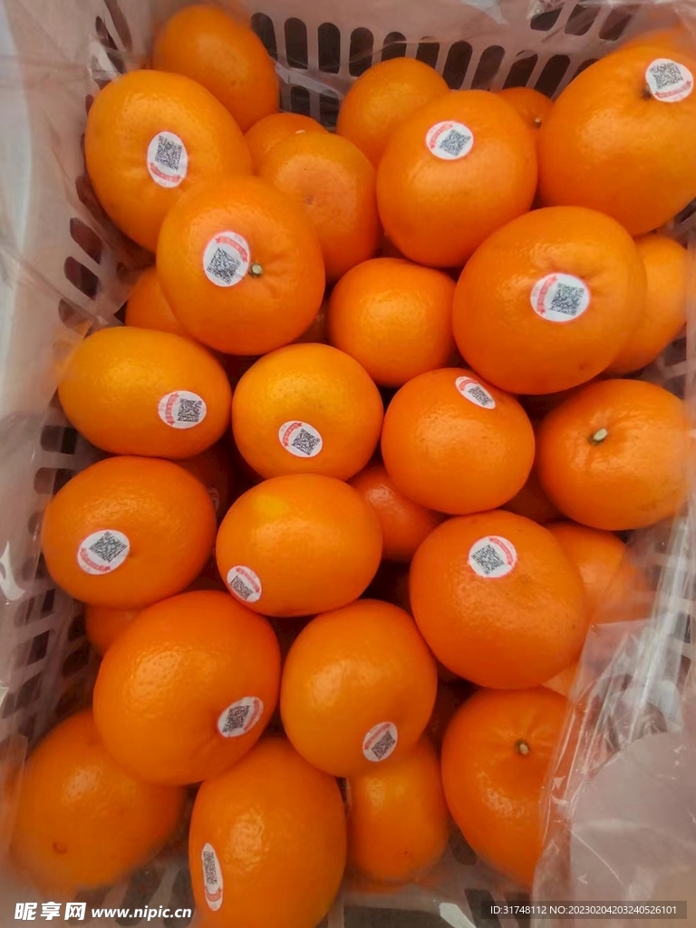 沃柑 春见 丑柑 