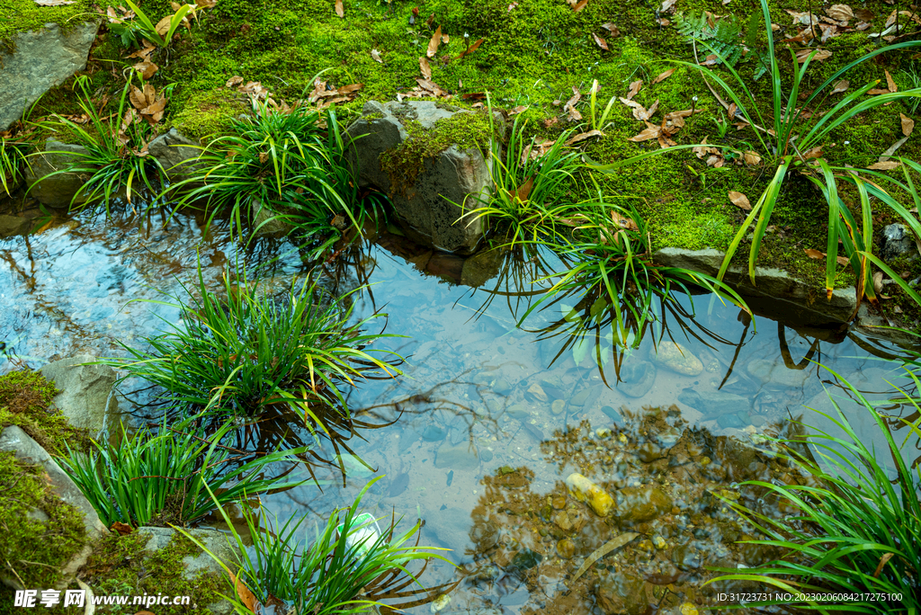 清澈的小溪