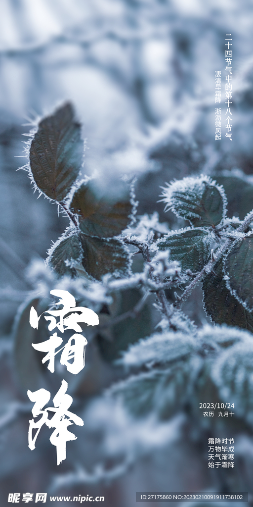 霜降 24节气 叶子 寒霜