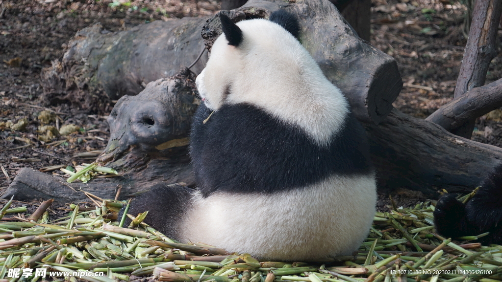 大熊猫的背影