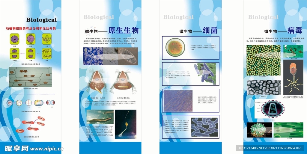 初中生物知识展板