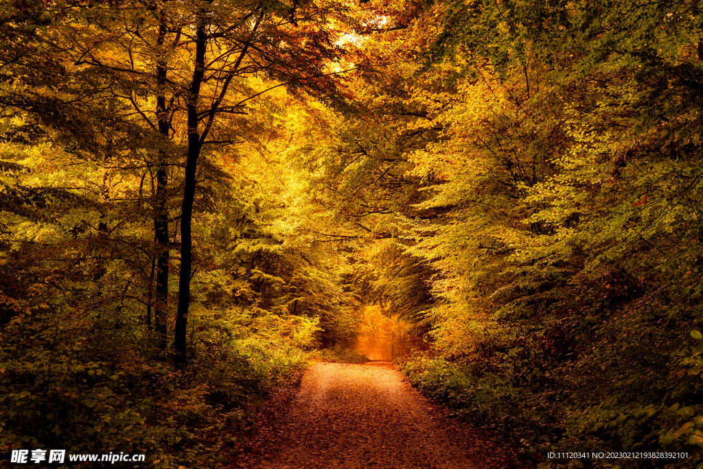 道路旁茂密的树林风光