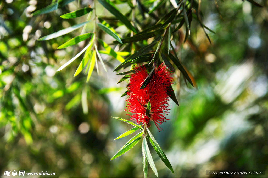 西双版纳植物园